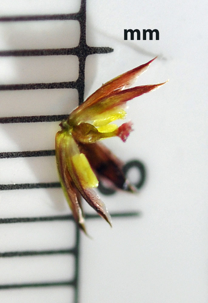 Flora of Eastern Washington Image: Juncus acuminatus