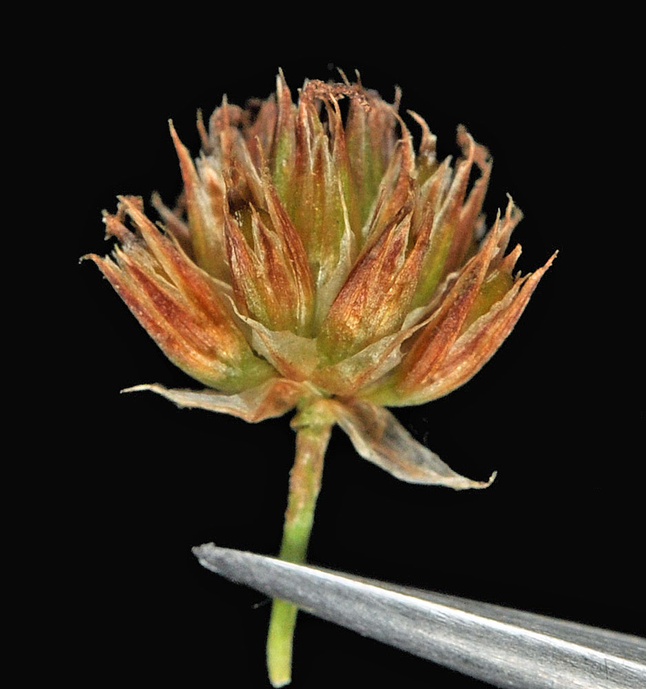 Flora of Eastern Washington Image: Juncus acuminatus