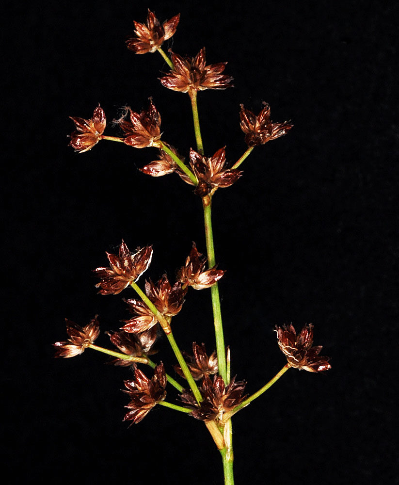 Flora of Eastern Washington Image: Juncus articulatus