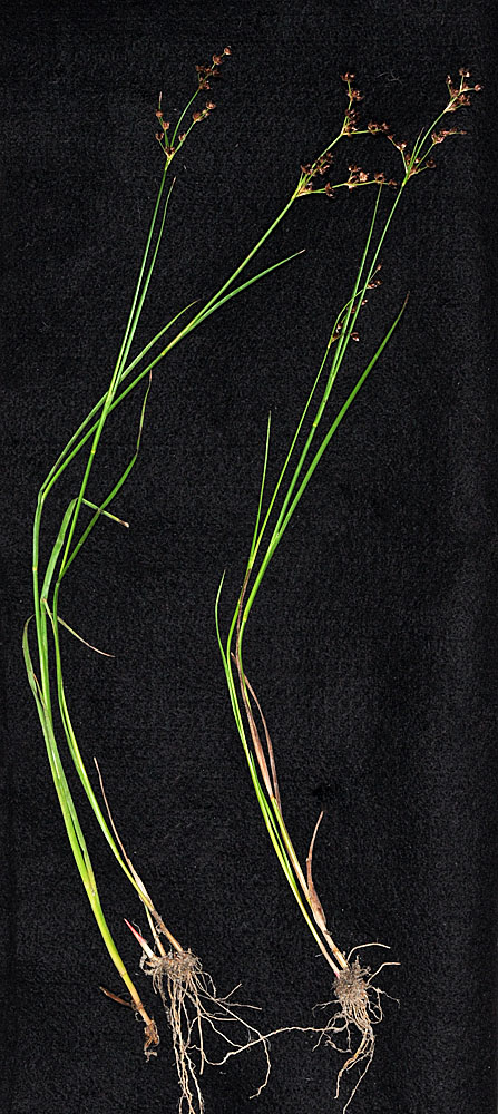 Flora of Eastern Washington Image: Juncus articulatus