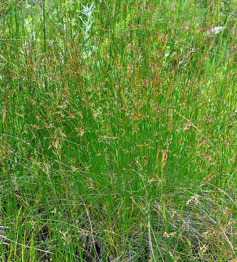 Flora of Eastern Washington Image: Juncus balticus