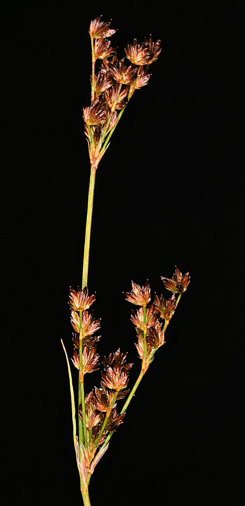 Flora of Eastern Washington Image: Juncus brevicaudatus