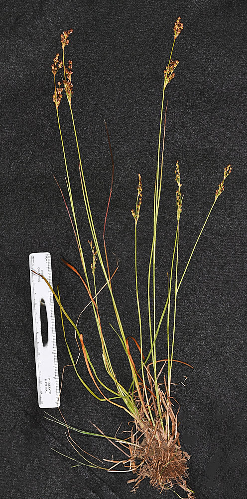 Flora of Eastern Washington Image: Juncus brevicaudatus