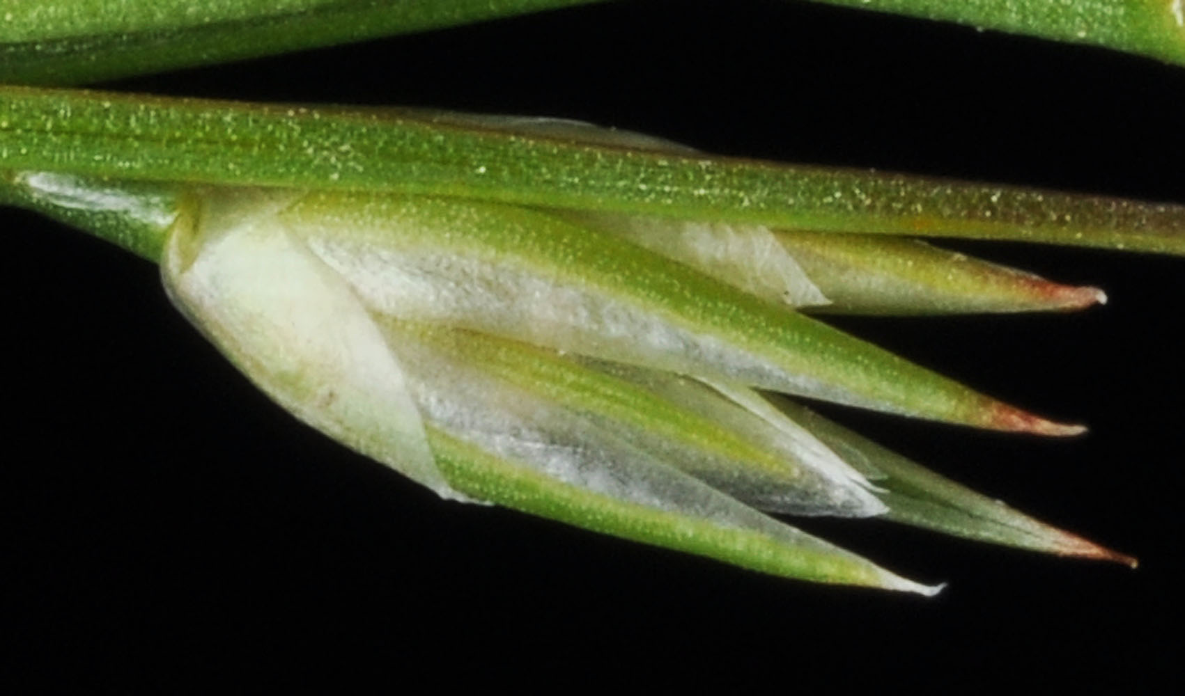 Flora of Eastern Washington Image: Juncus bufonius