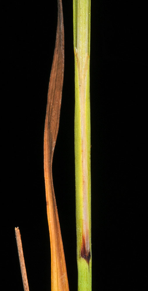 Flora of Eastern Washington Image: Juncus covillei