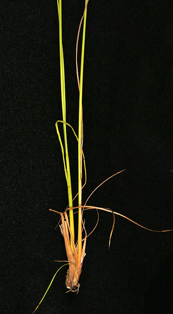Flora of Eastern Washington Image: Juncus dudleyi