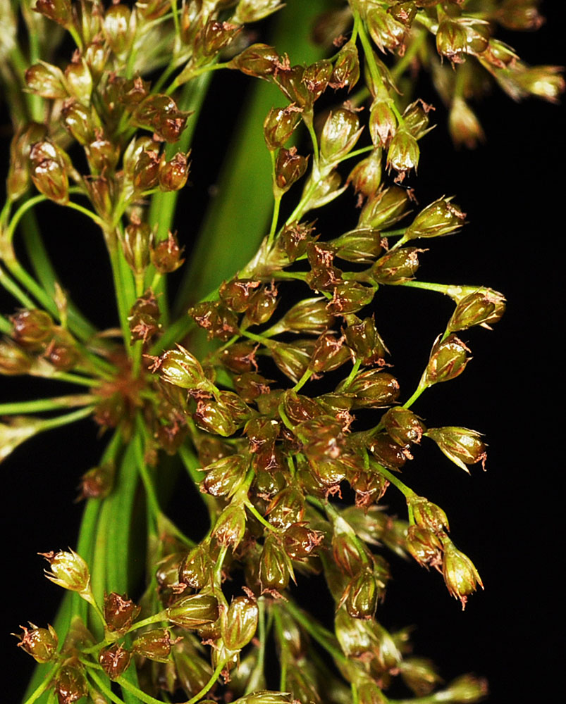Flora of Eastern Washington Image: Juncus effusus solutus