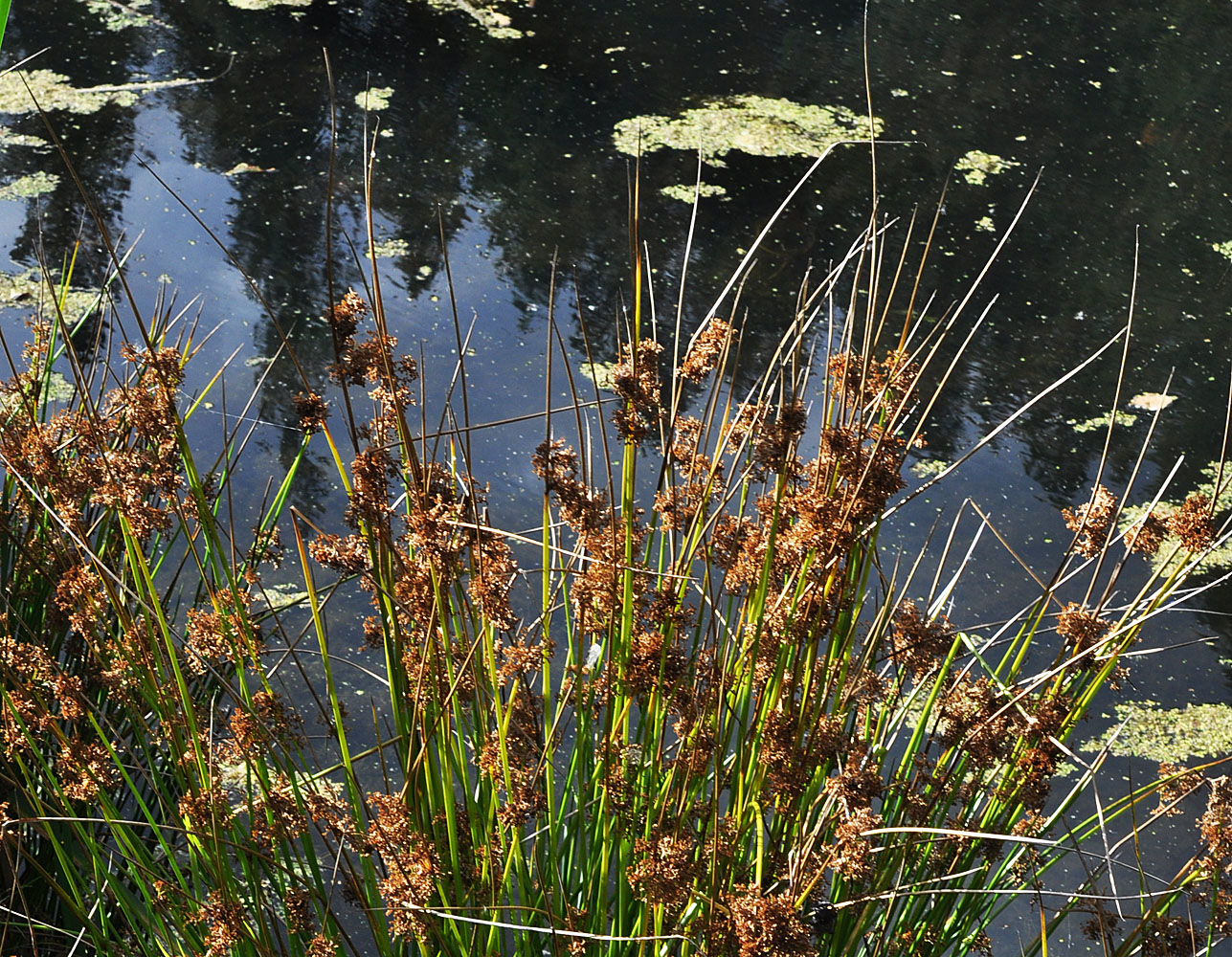Flora of Eastern Washington Image: Juncus effusus solutus