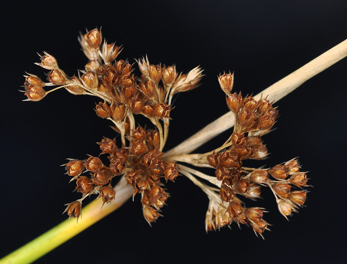 Flora of Eastern Washington Image: Juncus effusus