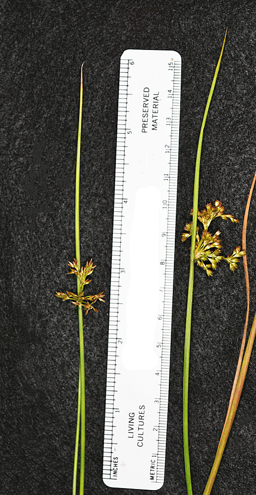 Flora of Eastern Washington Image: Juncus effusus