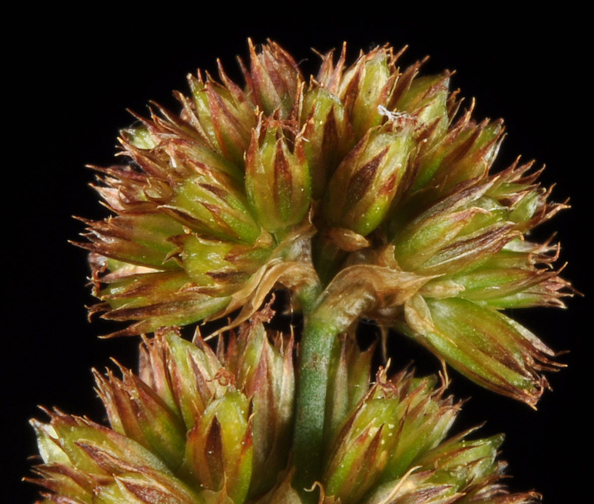 Flora of Eastern Washington Image: Juncus ensifolius