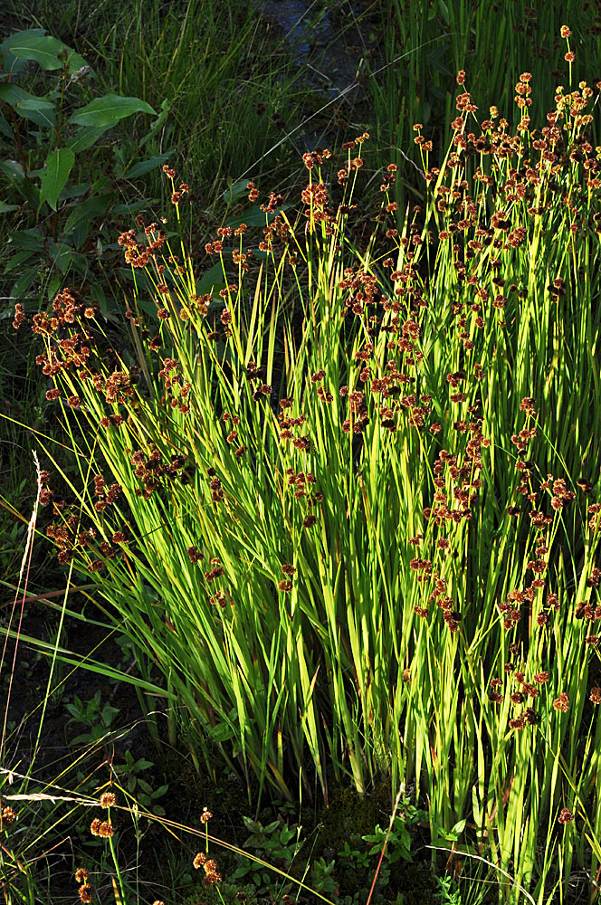 Flora of Eastern Washington Image: Juncus ensifolius