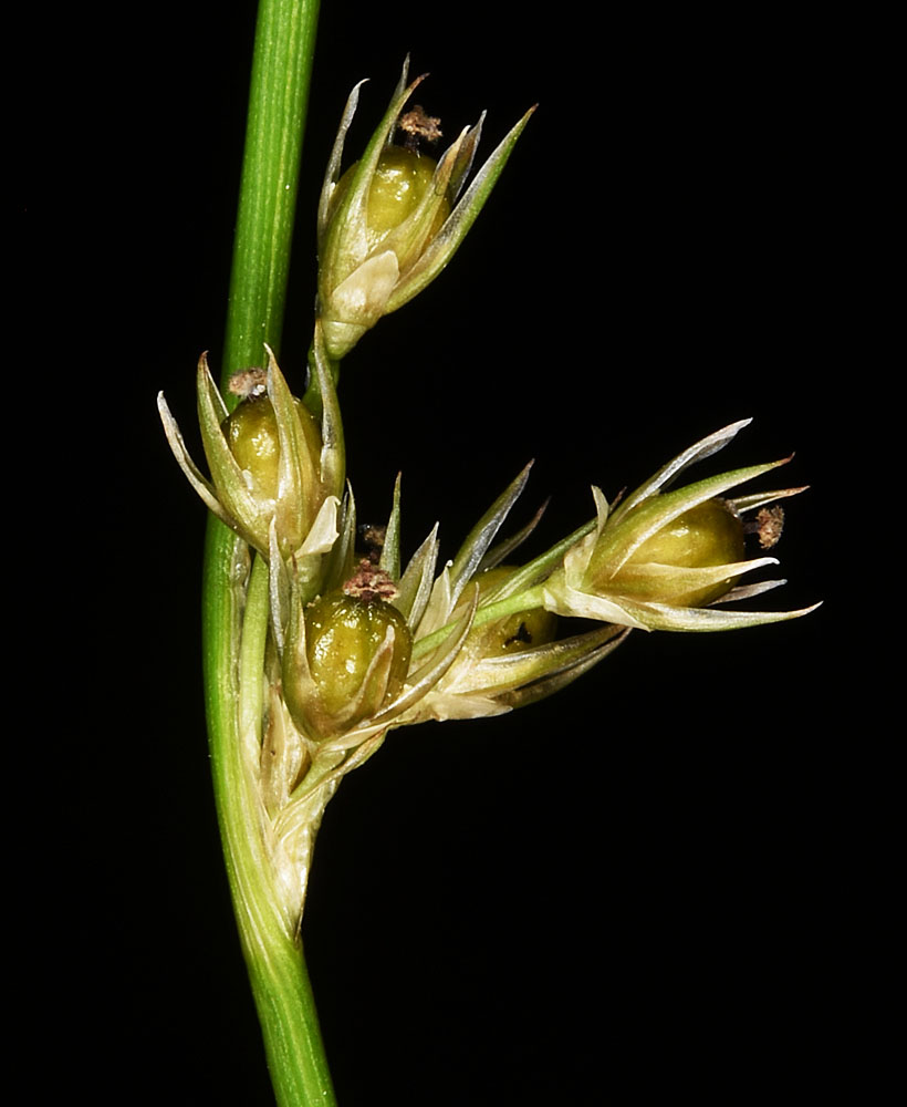 Flora of Eastern Washington Image: Juncus filiformis