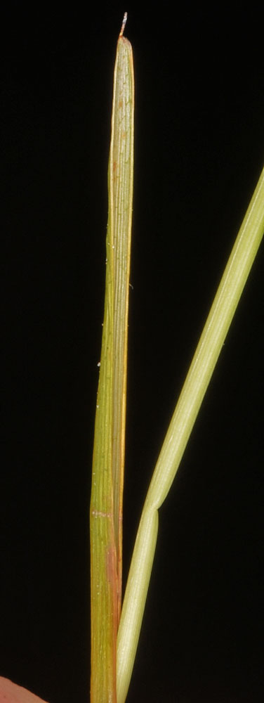 Flora of Eastern Washington Image: Juncus filiformis