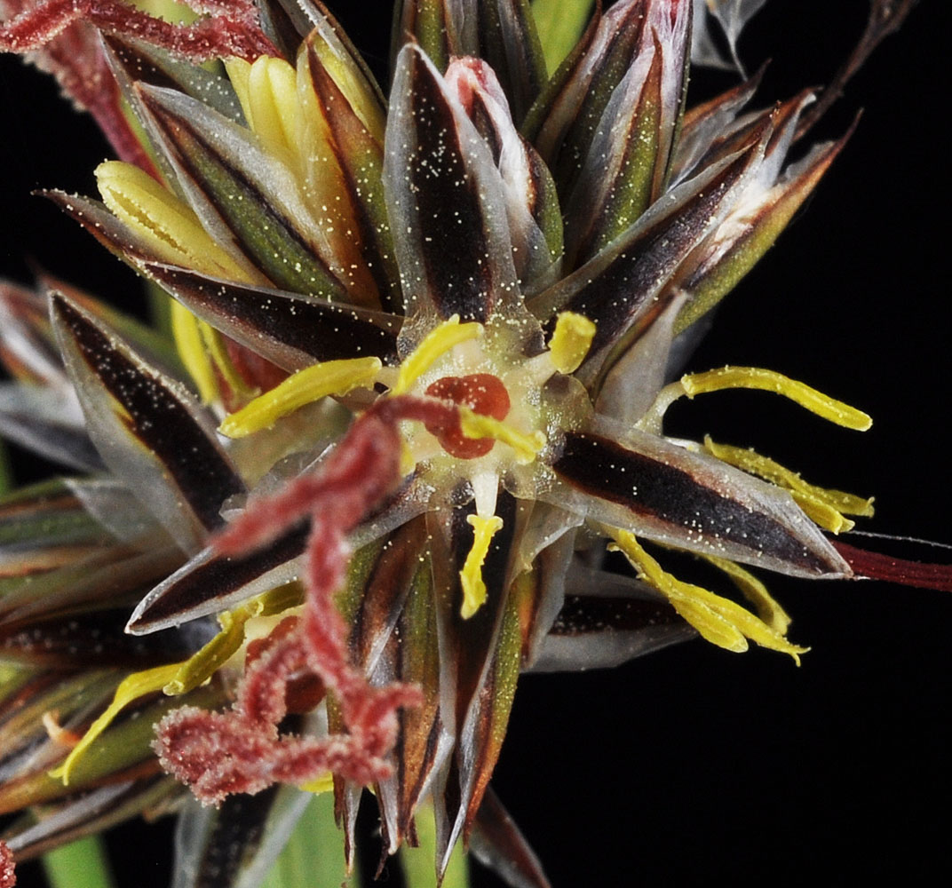Flora of Eastern Washington Image: Juncus longistylis