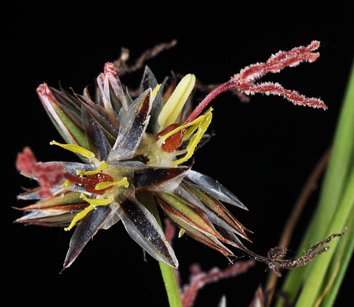 Flora of Eastern Washington Image: Juncus longistylis