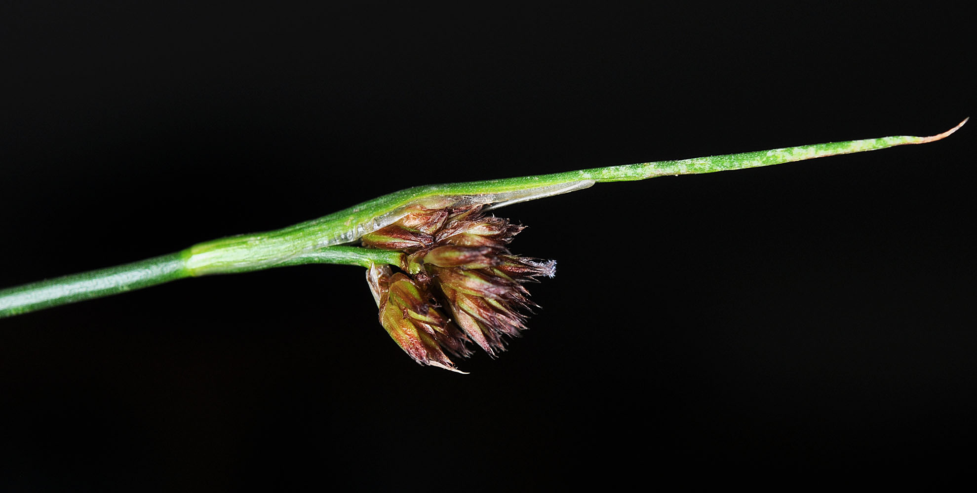 Flora of Eastern Washington Image: Juncus mertensianus