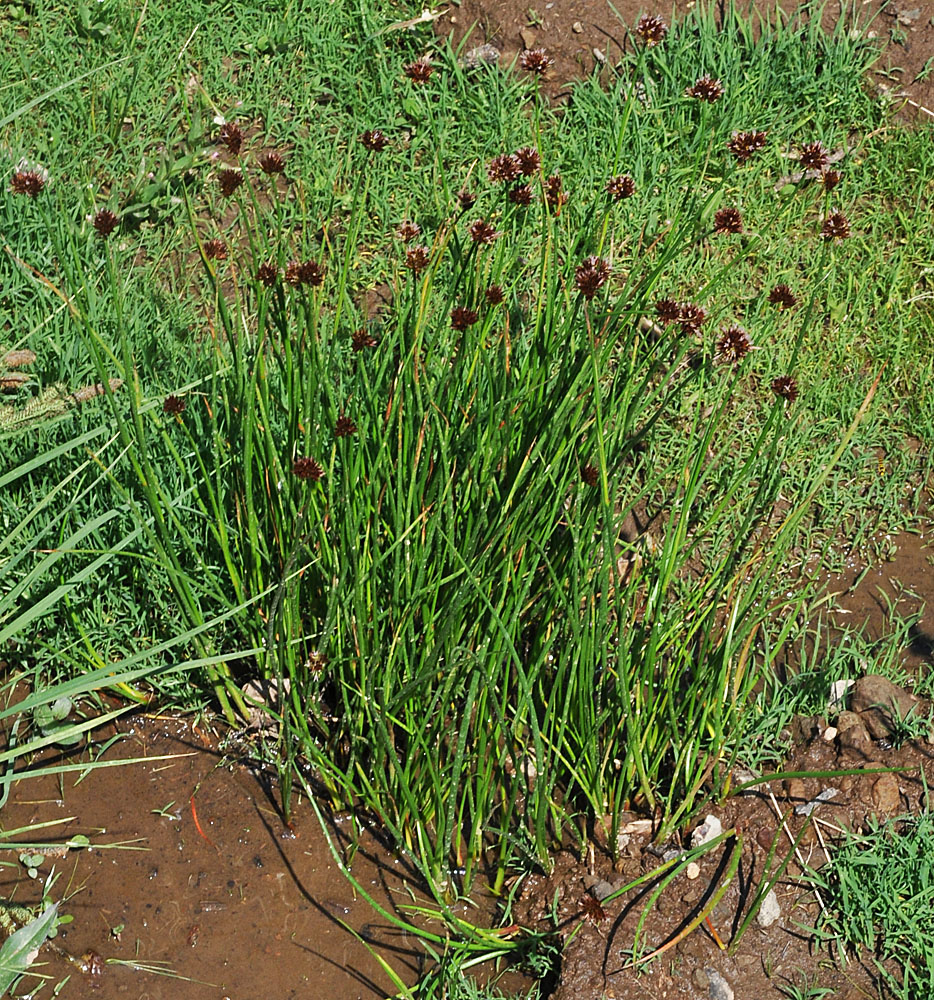 Flora of Eastern Washington Image: Juncus mertensianus