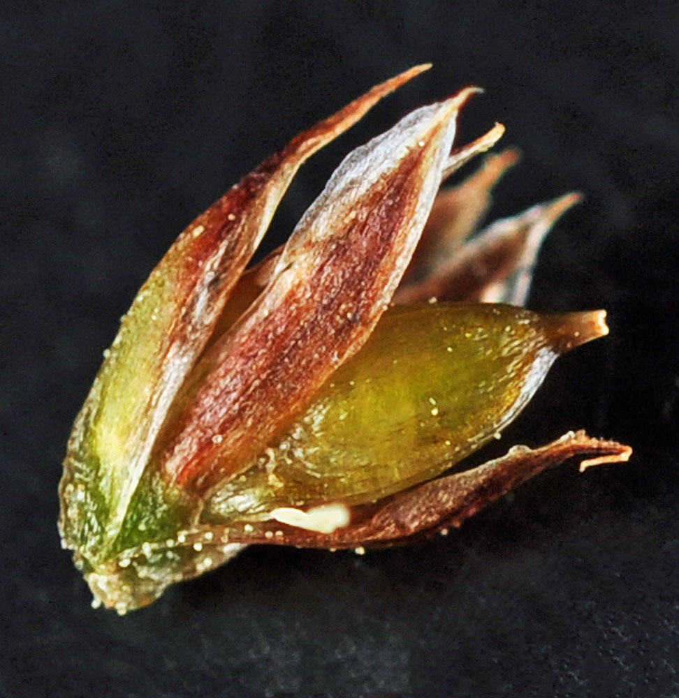 Flora of Eastern Washington Image: Juncus nevadensis
