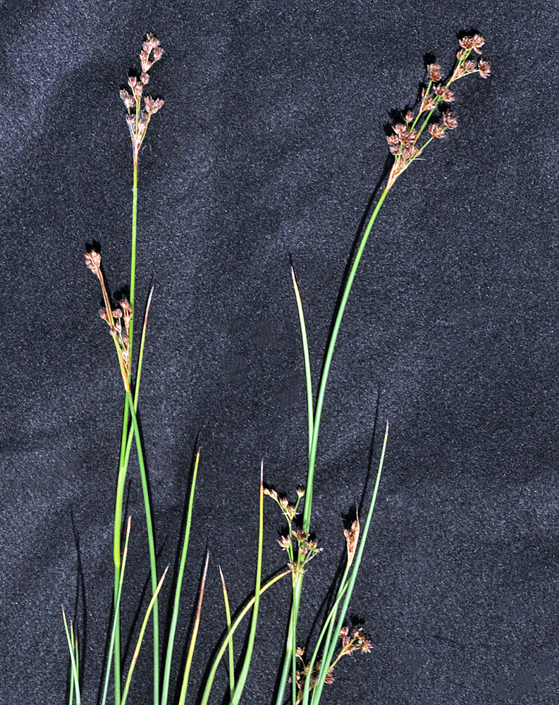 Flora of Eastern Washington Image: Juncus nevadensis