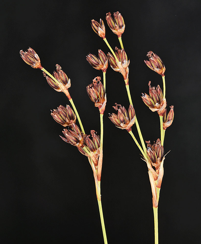 Flora of Eastern Washington Image: Juncus orthophyllus