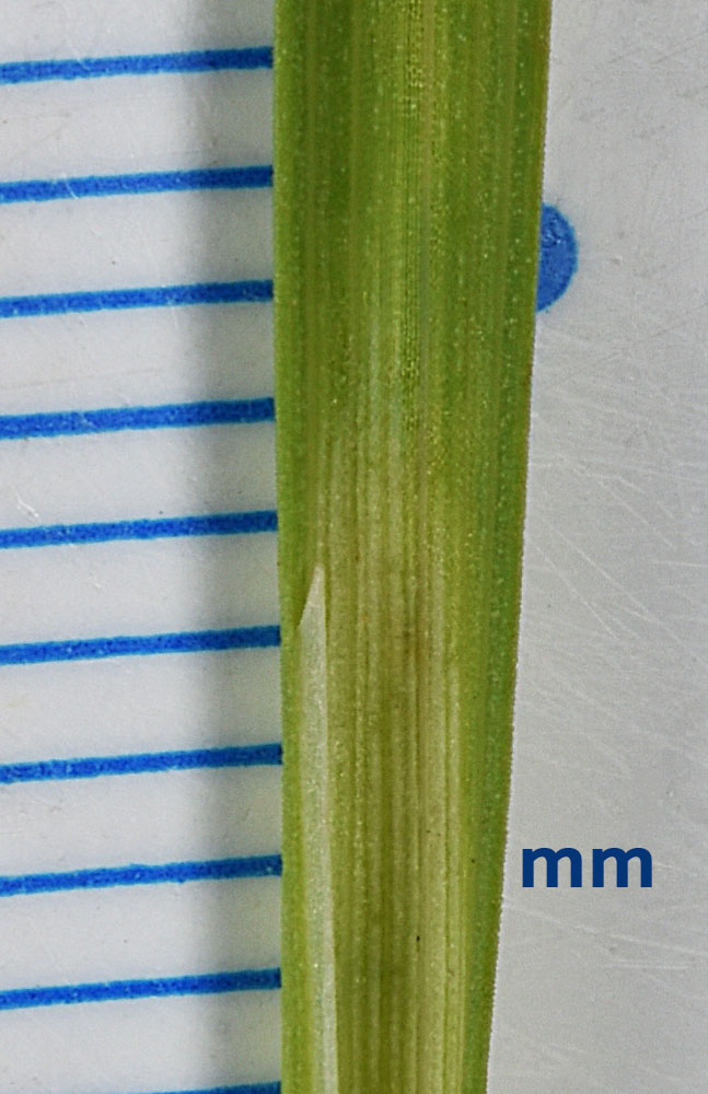 Flora of Eastern Washington Image: Juncus orthophyllus