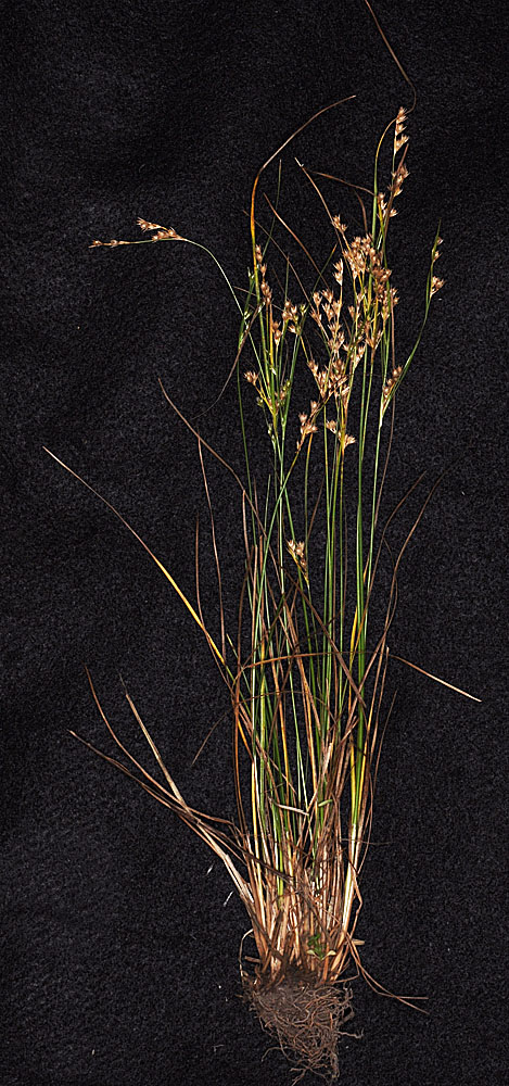 Flora of Eastern Washington Image: Juncus tenuis