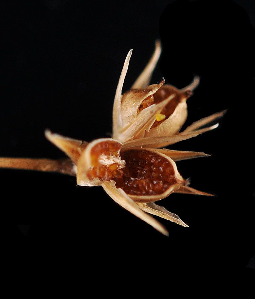 Flora of Eastern Washington Image: Juncus tenuis