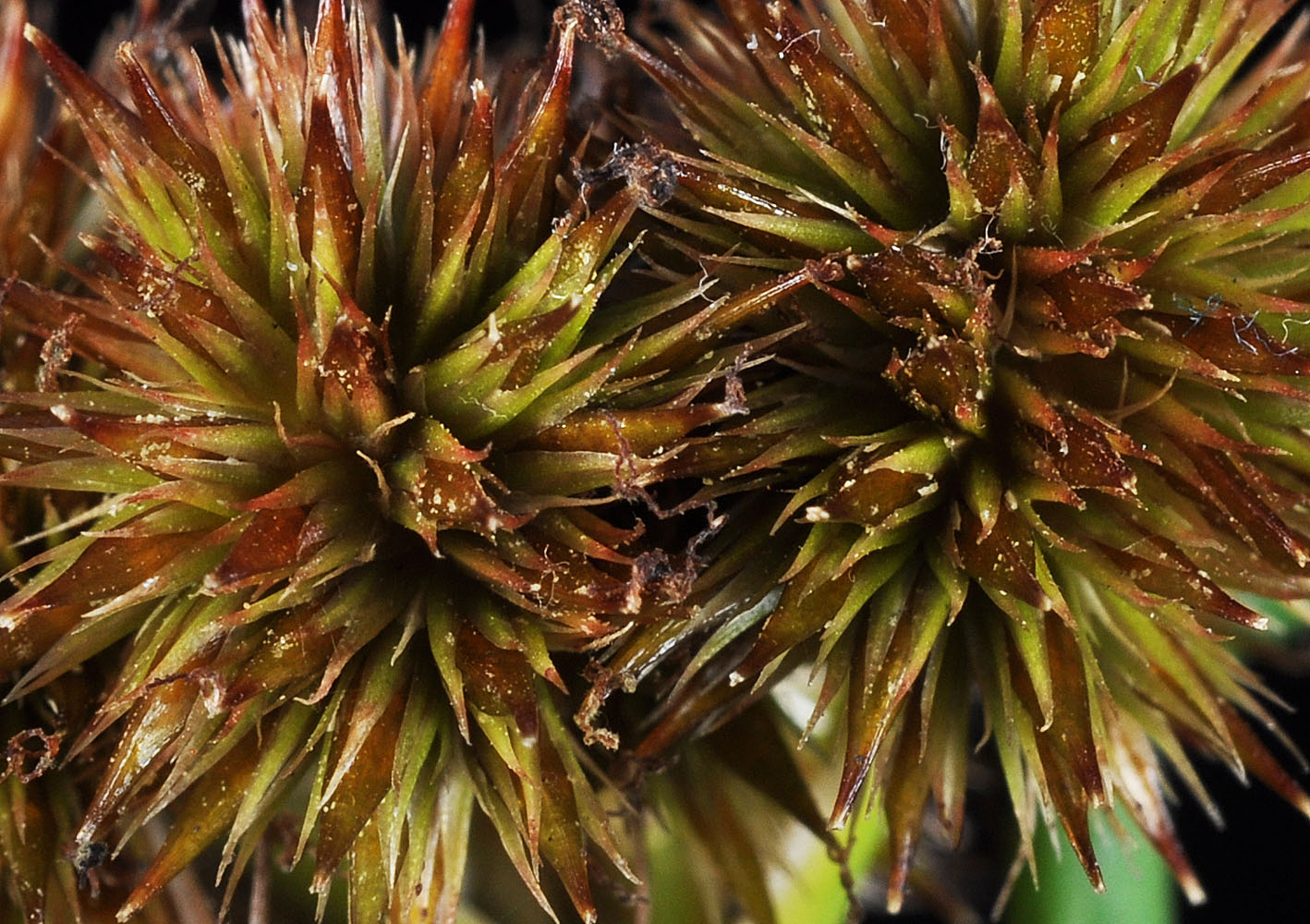 Flora of Eastern Washington Image: Juncus torreyi