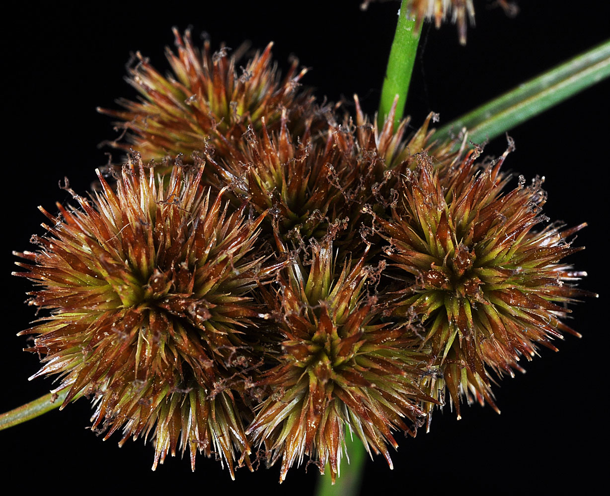 Flora of Eastern Washington Image: Juncus torreyi