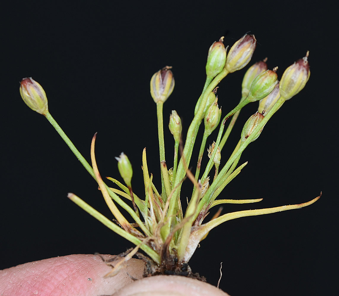 Flora of Eastern Washington Image: Juncus uncialis