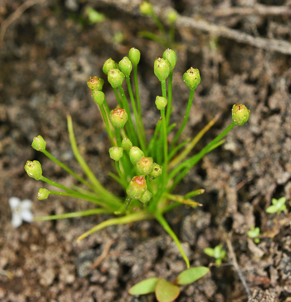 Flora of Eastern Washington Image: Juncus uncialis