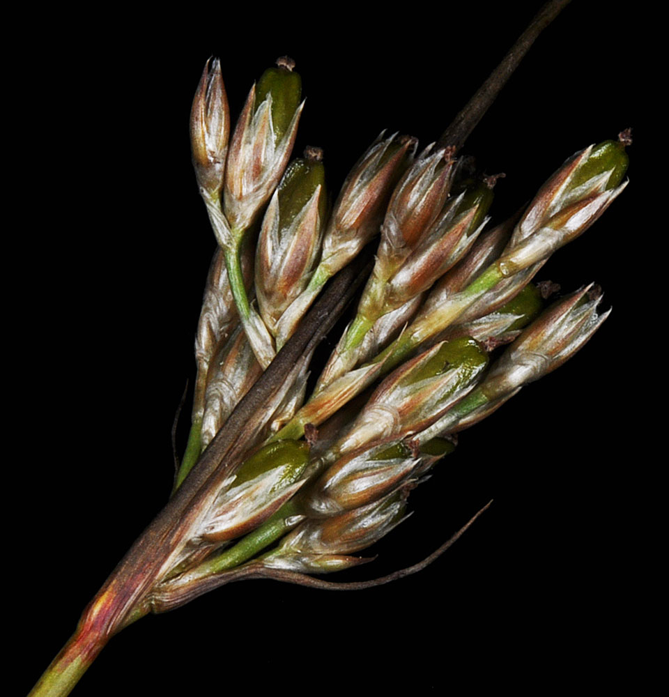 Flora of Eastern Washington Image: Juncus vaseyi