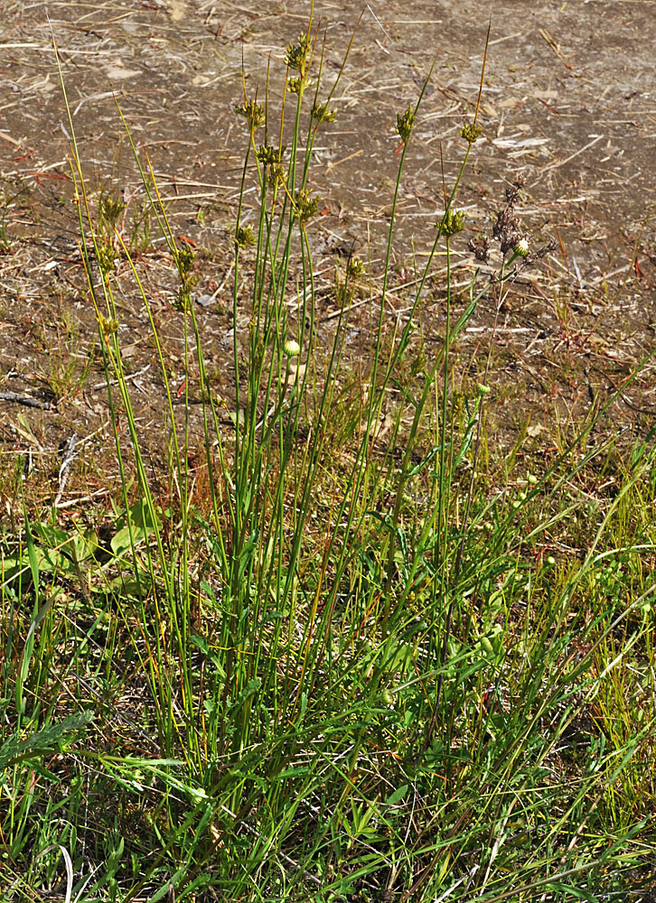 Flora of Eastern Washington Image: Juncus vaseyi