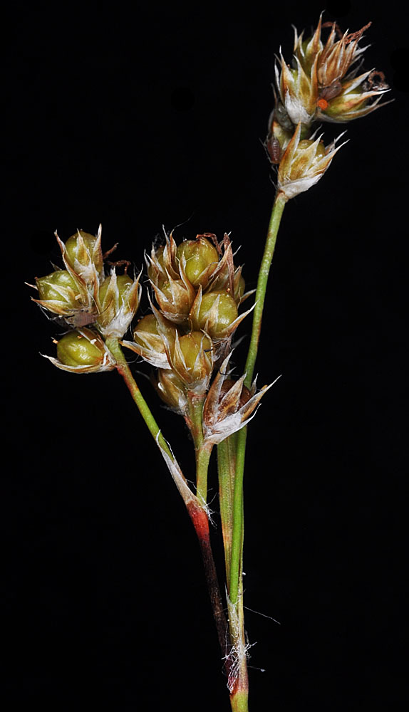 Flora of Eastern Washington Image: Luzula comosa