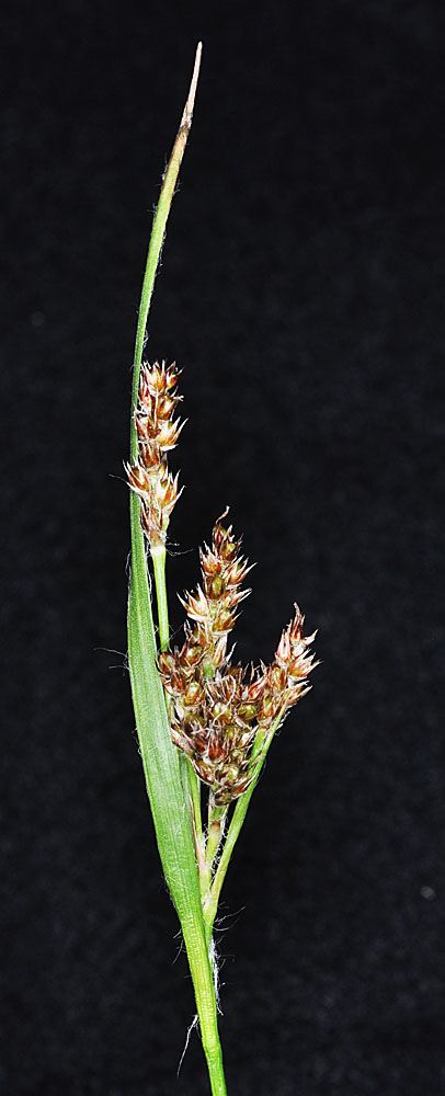 Flora of Eastern Washington Image: Luzula comosa