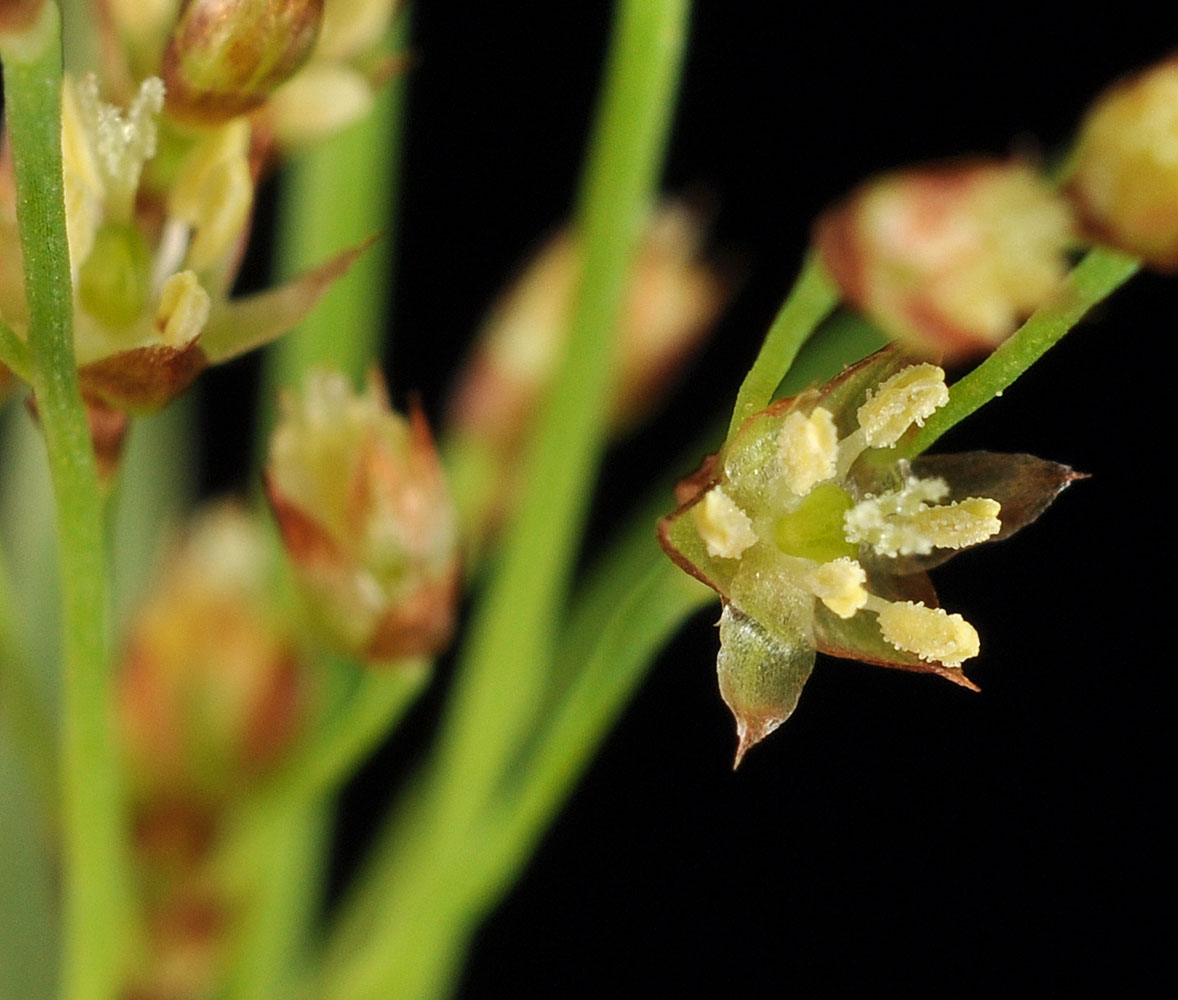 Flora of Eastern Washington Image: Luzula parviflora