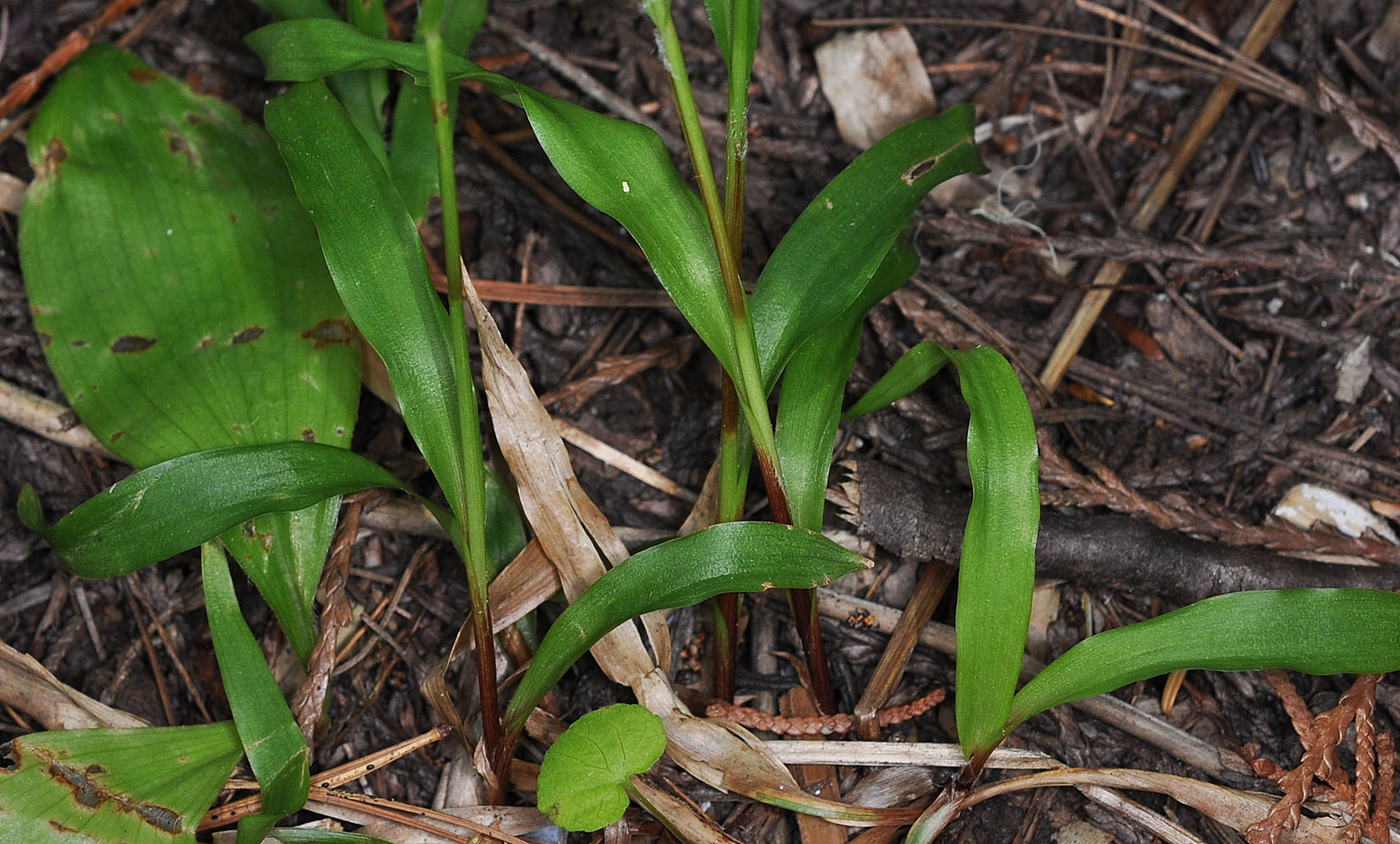 Flora of Eastern Washington Image: Luzula parviflora