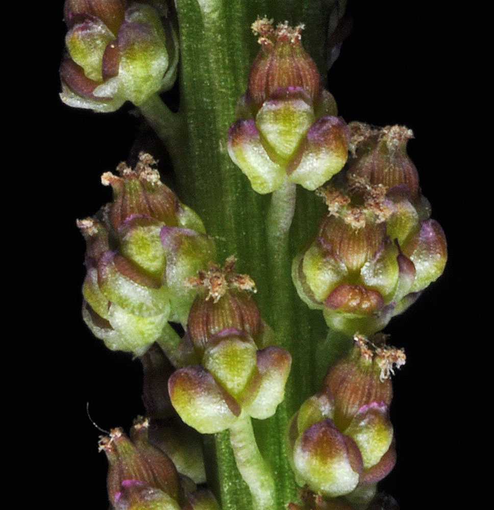 Flora of Eastern Washington Image: Triglochin maritima