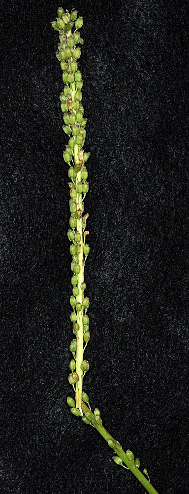 Flora of Eastern Washington Image: Triglochin maritima