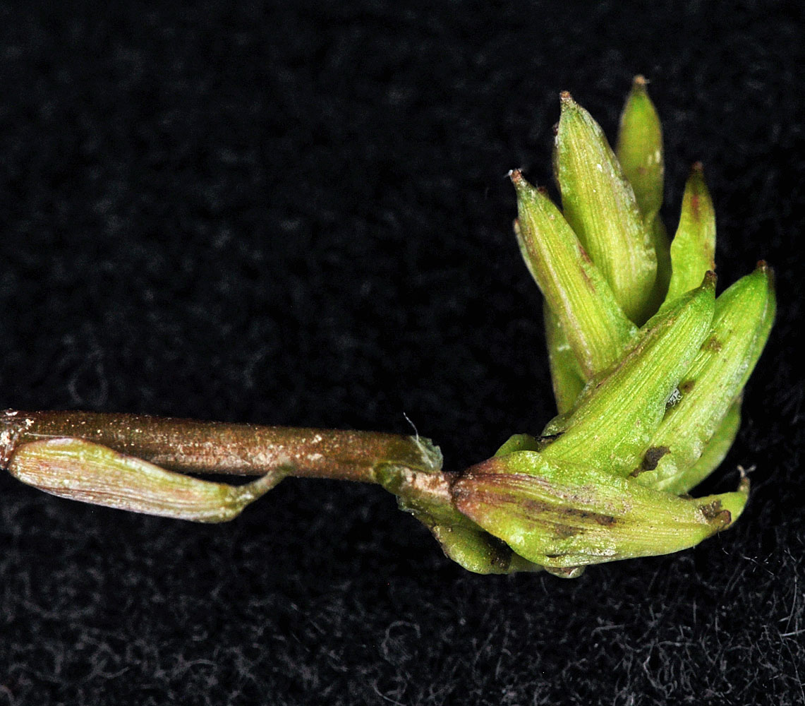 Flora of Eastern Washington Image: Triglochin scilloides