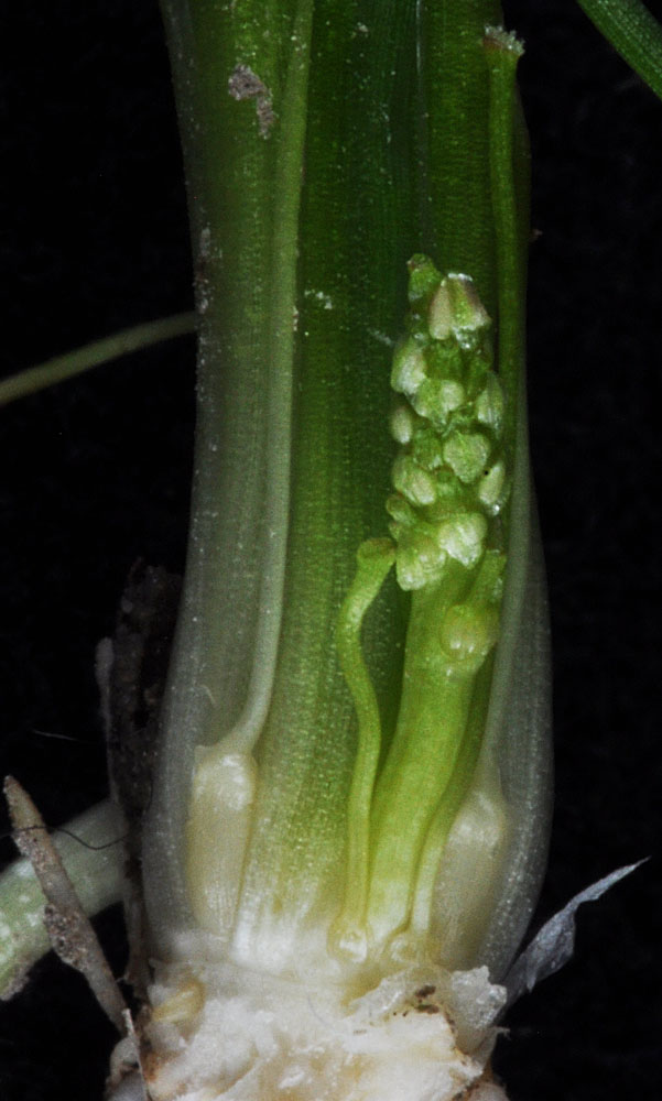 Flora of Eastern Washington Image: Triglochin scilloides
