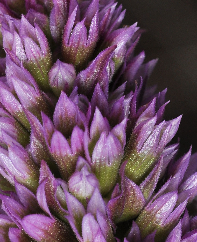 Flora of Eastern Washington Image: Agastache occidentalis