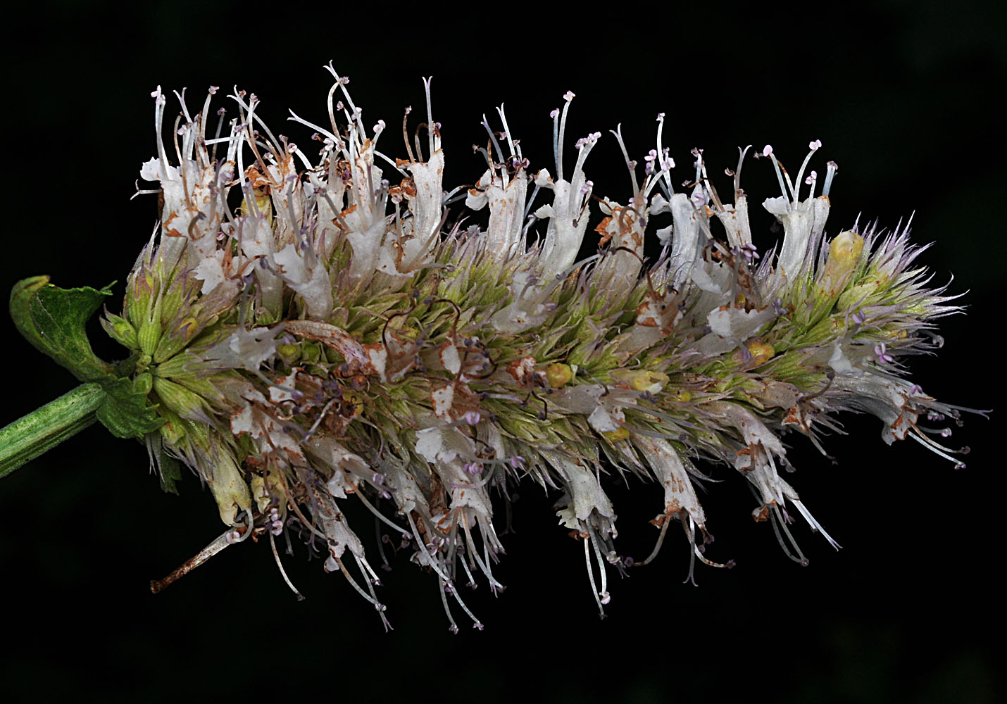 Flora of Eastern Washington Image: Agastache urticifolia