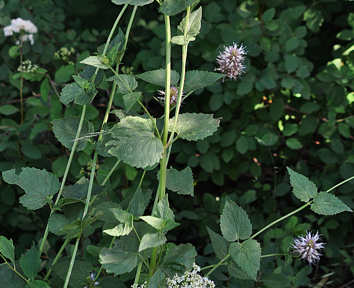 Flora of Eastern Washington Image: Agastache urticifolia