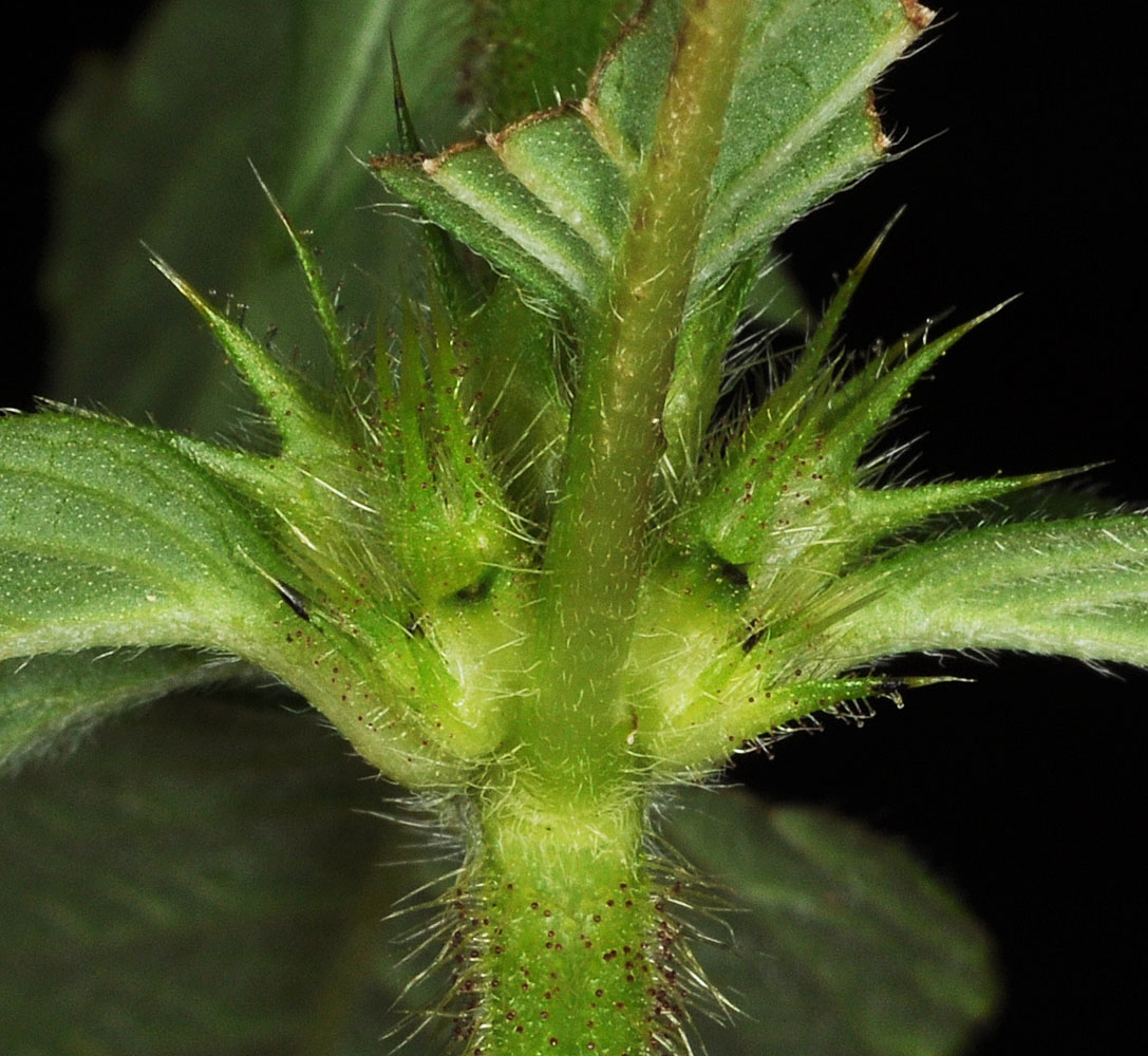 Flora of Eastern Washington Image: Galeopsis tetrahit