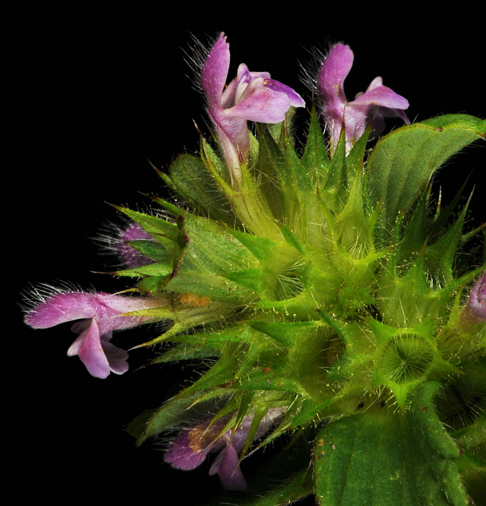Flora of Eastern Washington Image: Galeopsis tetrahit