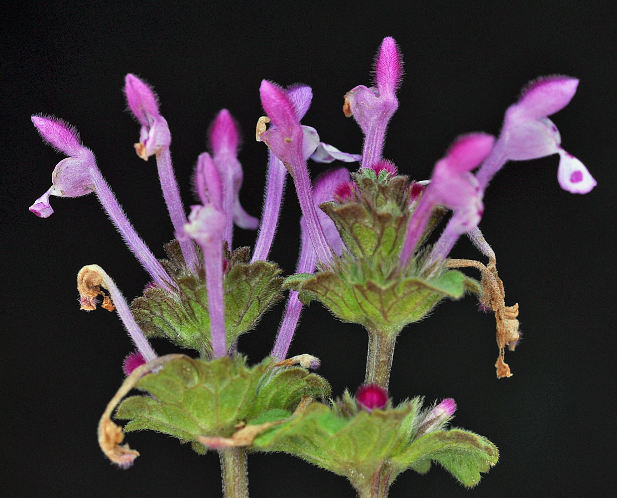 Flora of Eastern Washington Image: Lamium amplexicaule