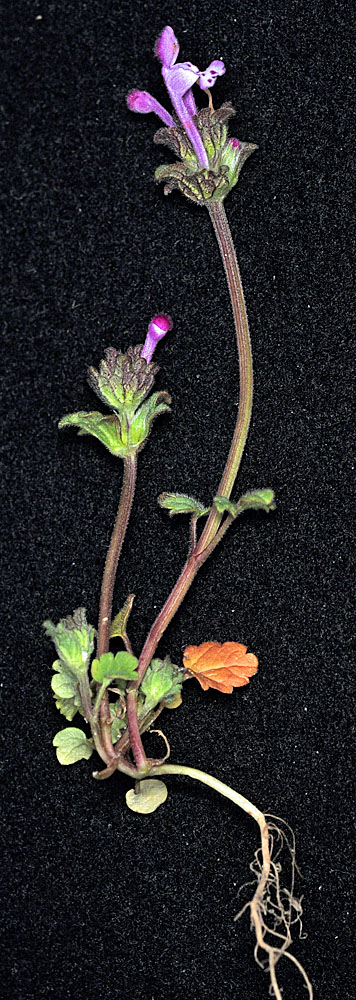 Flora of Eastern Washington Image: Lamium amplexicaule
