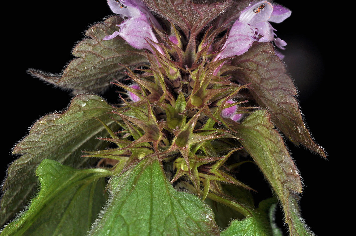 Flora of Eastern Washington Image: Lamium purpureum